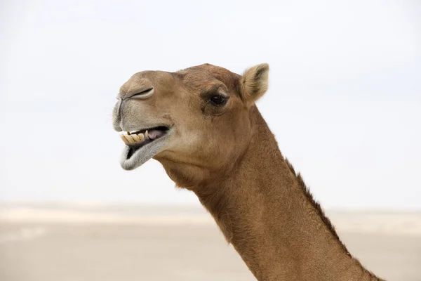 Camelo do deserto — Fotografia de Stock