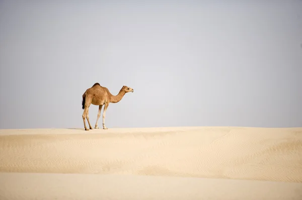 Wielbłąd pustynia Obrazy Stockowe bez tantiem