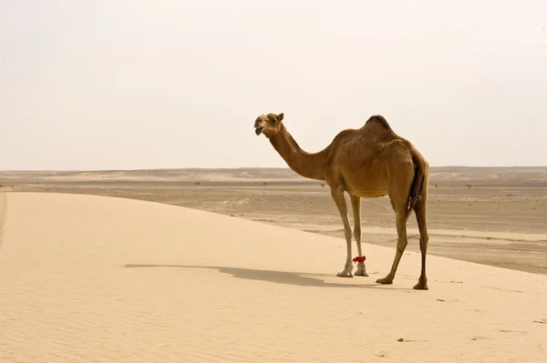 砂漠のラクダ ロイヤリティフリーのストック写真