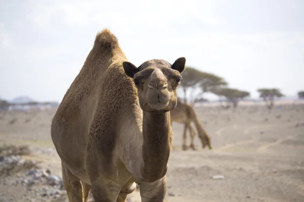 Camel portret — Stockfoto