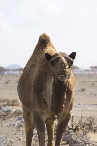 Camel portrait — Stock Photo, Image