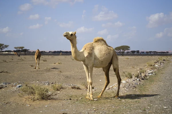 Camel portret — Stockfoto