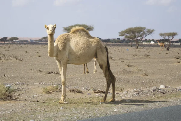 Camel portret — Stockfoto