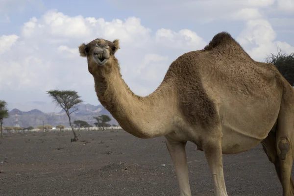 Retrato de camello —  Fotos de Stock