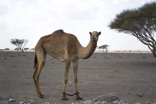 Camel portret — Stockfoto