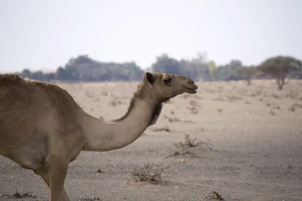 Camel portret — Stockfoto