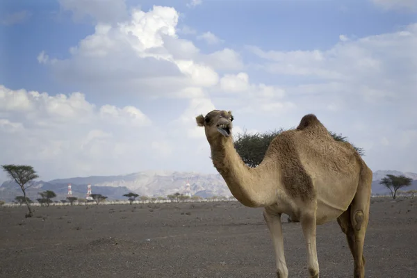 Camel portrait — Stock Photo, Image