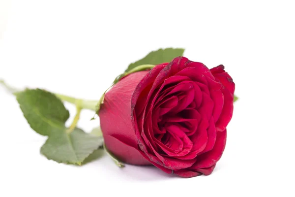 Single red rose Stock Picture