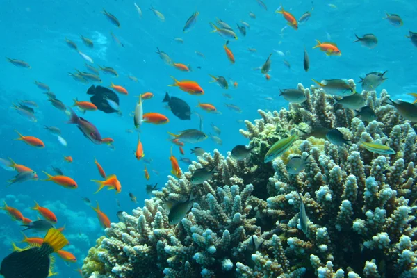 Colorful fish in the Red Sea — Stock Photo, Image