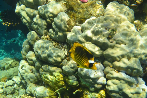 Yellow fish in the red sea — Stock Photo, Image