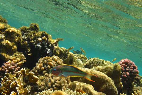 Colorful fish in the reef in the Red Sea — Stock Photo, Image