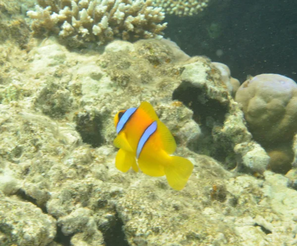 Nemo fish (clownfish) in the reef — Stock Photo, Image