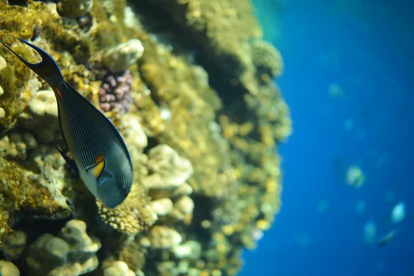 Аравійська surgeonfish - риба, Червоне море — стокове фото