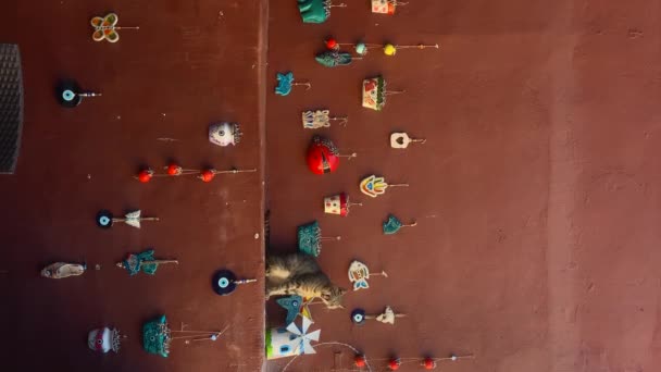 Gato se sienta y bosteza en una pared roja con recuerdos — Vídeo de stock