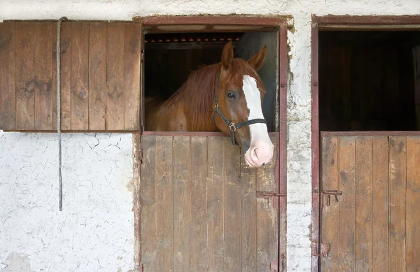 Paard in stal — Stockfoto