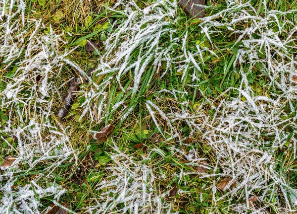 最初の霜で覆われた緑の草で芝生 冬か秋の背景 トップ表示 — ストック写真