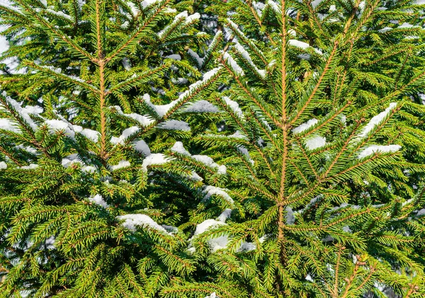 Gałęzie Świerku Pokryte Śniegiem Zimowe Boże Narodzenie Pełna Rama — Zdjęcie stockowe