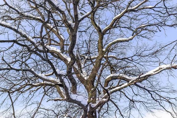 Tronco Ramas Roble Cubiertas Nieve Contra Cielo Azul Día Soleado —  Fotos de Stock
