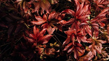 Çiçeğin yaprakları sonbahardan dolayı kırmızıya boyanmıştır. Doğa arkaplanı veya dokusu