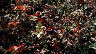 Bahçe çileklerinin yaprakları Sonbaharda gün ışığında