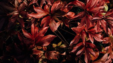 Çiçeğin yaprakları sonbahardan dolayı kırmızıya boyanmıştır. Doğa arkaplanı veya dokusu