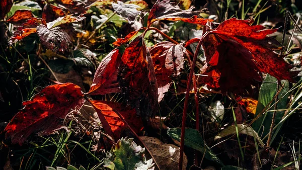 Bahçe çileklerinin yaprakları Sonbaharda gün ışığında