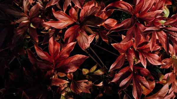 Çiçeğin yaprakları sonbahardan dolayı kırmızıya boyanmıştır. Doğa arkaplanı veya dokusu