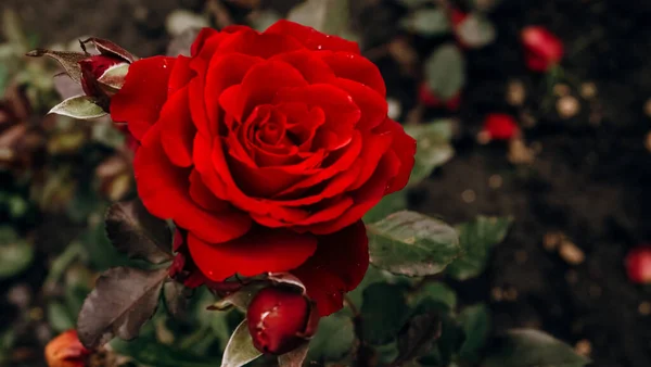 Poziome Zdjęcie Zbliżenia Kwitnącego Pączka Pięknej Czerwonej Róży Ogrodzie Obrazek Stockowy