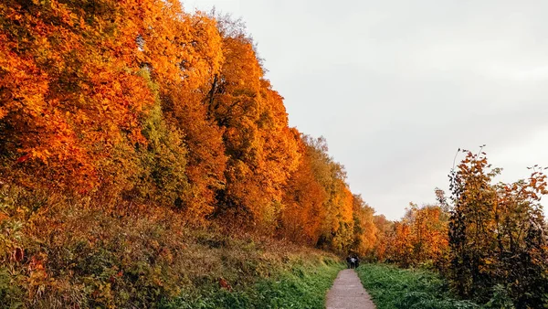 Hösten Vackert Landskap Gångväg Och Färgglada Blad Lönn Träd Vid — Stockfoto