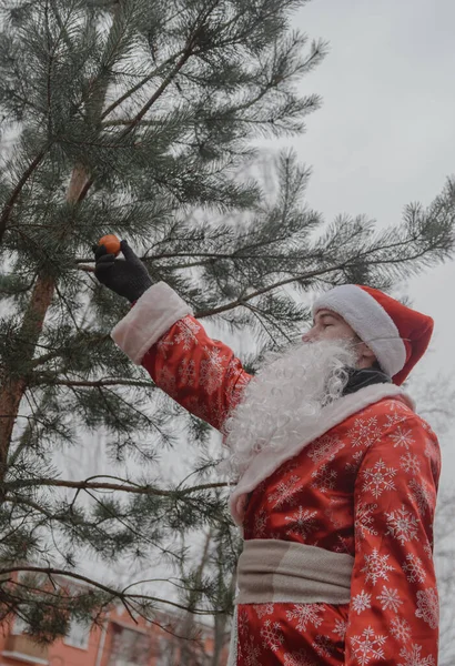 Muž Převlečený Santa Clause Odstraní Mandarinku Borové Větve Environmentální Problém — Stock fotografie