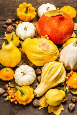 Çeşitli kabak ve kabak hasadı. Dekoratif ve yenilebilir sebzeler, böğürtlenler, fındıklar ve dökülen yapraklarla güzel bir sonbahar geçmişi var. Vintage ahşap arkaplan, kapat