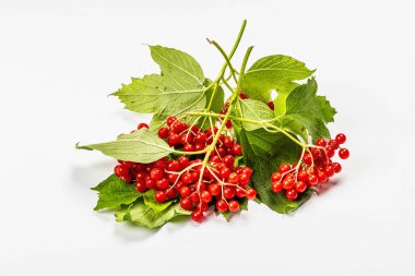 Beyaz arka planda izole edilmiş olgun viburnum meyveleri. Taze yapraklar, alternatif tıp, sağlıklı yaşam tarzı.