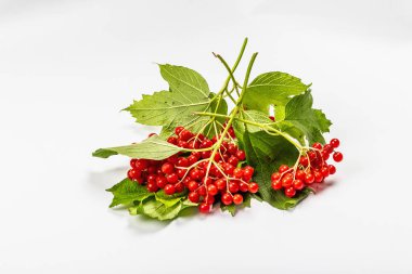 Beyaz arka planda izole edilmiş olgun viburnum meyveleri. Taze yapraklar, alternatif tıp, sağlıklı yaşam tarzı.