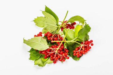 Beyaz arka planda izole edilmiş olgun viburnum meyveleri. Taze yapraklar, alternatif tıp, sağlıklı yaşam tarzı.