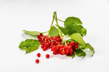 Beyaz arka planda izole edilmiş olgun viburnum meyveleri. Taze yapraklar, alternatif tıp, sağlıklı yaşam tarzı.