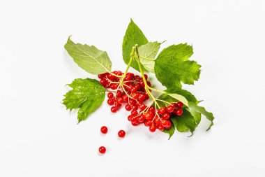 Beyaz arka planda izole edilmiş olgun viburnum meyveleri. Taze yapraklar, alternatif tıp, sağlıklı yaşam tarzı.