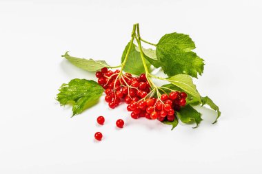 Beyaz arka planda izole edilmiş olgun viburnum meyveleri. Taze yapraklar, alternatif tıp, sağlıklı yaşam tarzı.