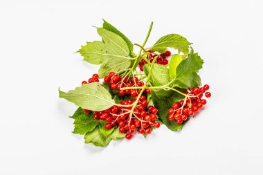 Beyaz arka planda izole edilmiş olgun viburnum meyveleri. Taze yapraklar, alternatif tıp, sağlıklı yaşam tarzı.