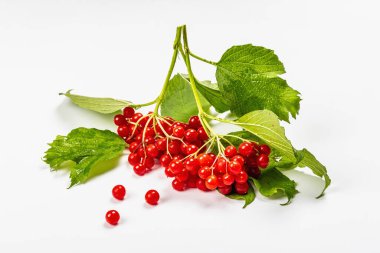 Beyaz arka planda izole edilmiş olgun viburnum meyveleri. Taze yapraklar, alternatif tıp, sağlıklı yaşam tarzı.
