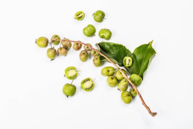 Olgun Actinidia arguta ya da kivi beyaz arka planda izole edilmiştir. Taze meyve dalları, yeşil yapraklar, maket, şablon