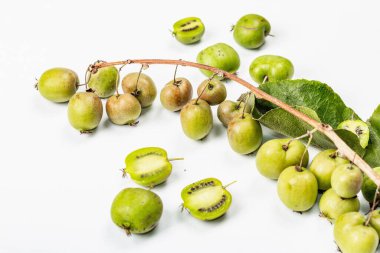 Olgun Actinidia arguta ya da kivi beyaz arka planda izole edilmiştir. Taze meyve dalları, yeşil yapraklar, maket, şablon