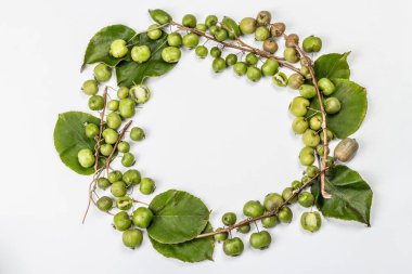 Olgun Actinidia arguta ya da kivi beyaz arka planda izole edilmiştir. Yeşil yapraklı taze meyve çerçevesi, maket, şablon