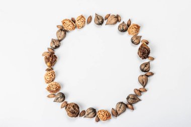 Juglans Cordiforis Maxim 'den çelenk ya da Çerçeve ya da beyaz arka planda izole edilmiş kalp şeklinde ceviz. Tam fındık, şeftali ve zeytin tohumları, düz uzanma, model, şablon