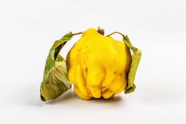 Beyaz arka planda izole edilmiş olgun bir ayva. Tek taze meyve, sağlıklı bir yiyecek için temel bir bileşen.