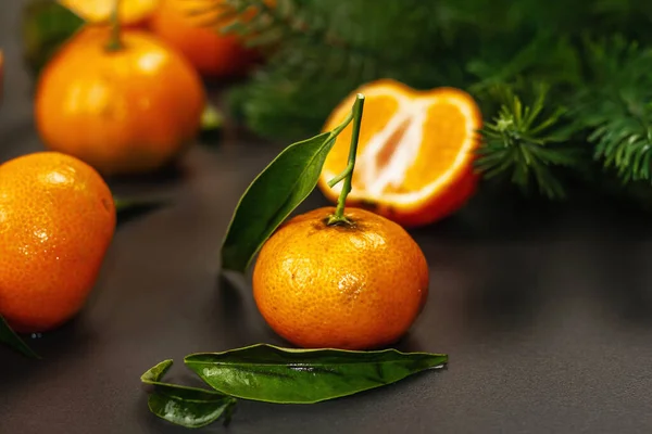 Tangerines Oranges Mandarins Clementines Citrus Fruits Leaves Fir Tree Branches — Stockfoto