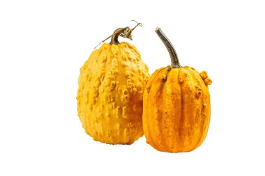 Olgun turuncu balkabakları beyaz arka planda izole edilmiş. Cadılar Bayramı ya da Şükran Günü için geleneksel dekoratif öğe.