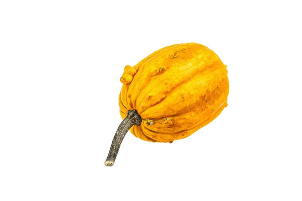 Dojrzała Pomarańczowa Dynia Izolowana Białym Tle Cały Squash Tradycyjny Świąteczny — Zdjęcie stockowe