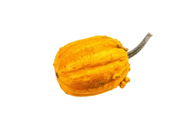 Mogen Orange Pumpa Isolerad Vit Bakgrund Hela Squash Traditionella Festliga — Stockfoto