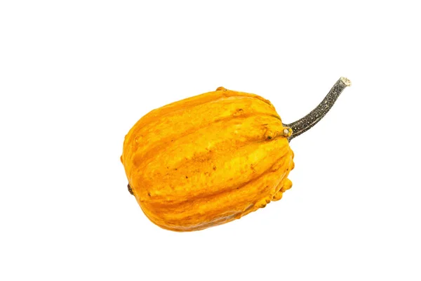 Mogen Orange Pumpa Isolerad Vit Bakgrund Hela Squash Traditionella Festliga — Stockfoto