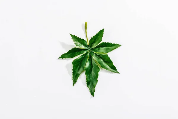 Mesterséges Kenderlevél Elszigetelt Fehér Alapon Trendy Növény Mockup Sablon Lapos — Stock Fotó